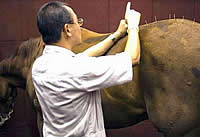 qmph-blog-pseudociencias-animales-caballo-acupuntura