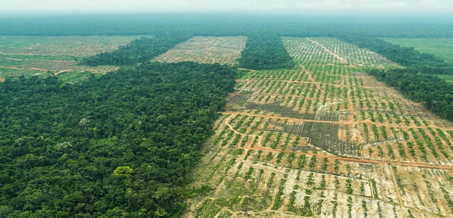 qmph-blgo--OMS-estrategia-medicinas-tradicionales--deforestacion