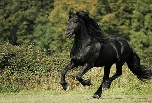 qmph-blog-pseudociencias-animales-caballo