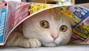 qmph-blog-pseudociencias-animales-gato