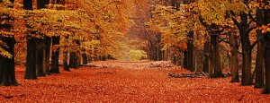 qmph-blog-homeopatia-gripe-otoño
