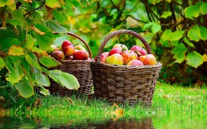 qmph-manzanas-traigo-alternativas