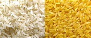qmph-blog-20D--arroz-dorado