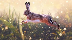 qmph-blog-adios-homeopatia-3-liebre